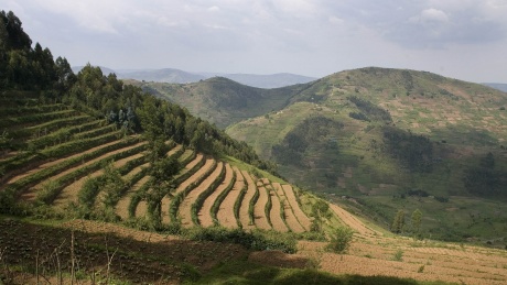 Agrocão clearance